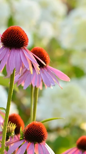 Echinacea Wallpaper Screenshot 3