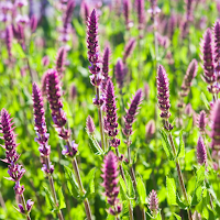 Perennial Sage Wallpaper
