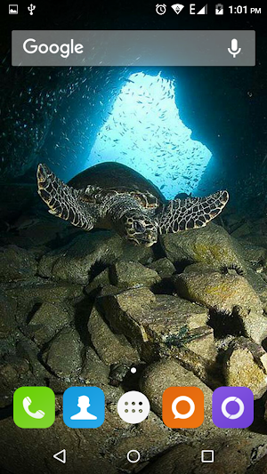 Turtle Wallpapers Hd Screenshot 2