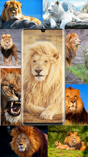 Lion Wallpapers lion HD Screenshot 1