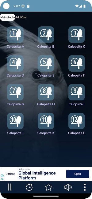 Calopsita Cantando Muito Screenshot 1