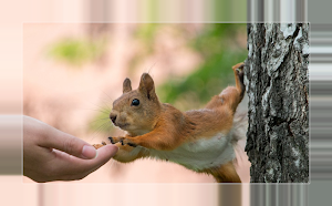 Squirrels Screenshot 0