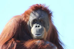 Monkey wallpapers Screenshot 0