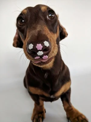 Dachshund Dog Wallpapers Screenshot 3