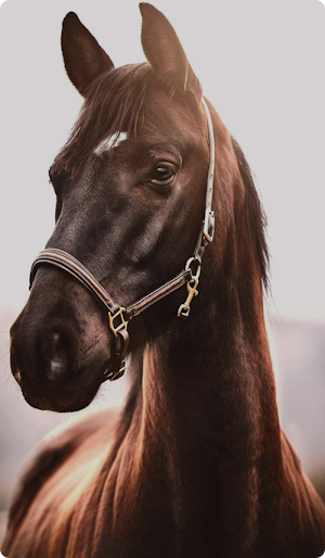 Horse Wallpaper HD Screenshot 3