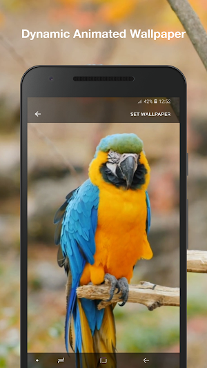 3D Birds Live Wallpaper Screenshot 1