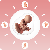 Mom Diary: Stages of Pregnancy