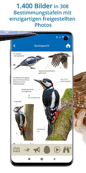 NABU Vogelwelt - Vögel Entdecken und Bestimmen Screenshot 2