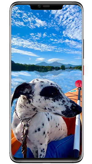 Wallpapers Dogs Screenshot 1