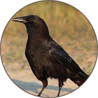 Crow Sounds