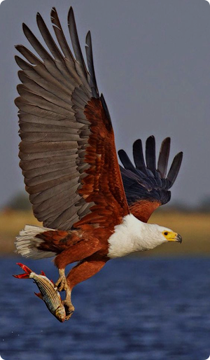 Eagle Bird Wallpaper Screenshot 0
