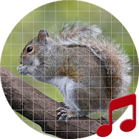Squirrel Sounds ~ Sboard.pro