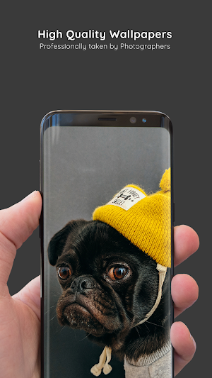 Pug Wallpapers 8K ULTRA Screenshot 1