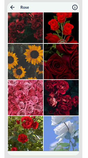 Rose Wallpaper Screenshot 2