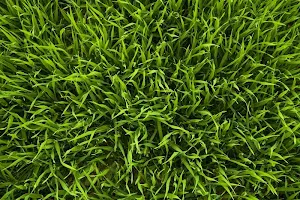 Grass wallpapers Screenshot 3