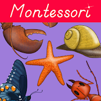 Parts of Animals Invertebrates -Montessori Zoology