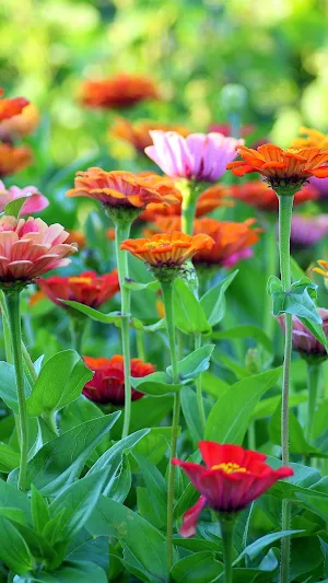 Gardening Wallpaper Screenshot 1