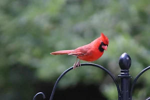 Northern Cardinal Wallpapers Screenshot 3