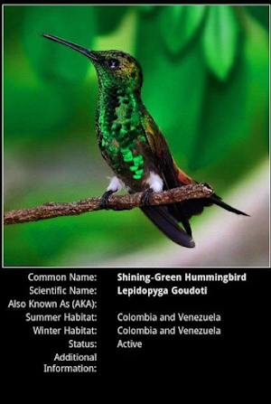 Hummingbird Species Screenshot 2