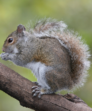 Squirrel Sounds ~ Sboard.pro Screenshot 0