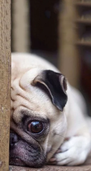Cute Pug Dog Wallpapers Screenshot 2