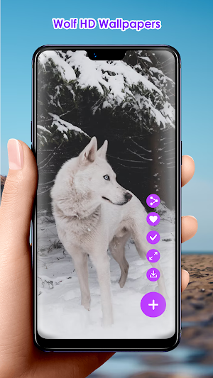 Wolf HD Wallpapers Screenshot 1