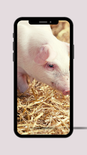 Pig Ringtone Screenshot 2