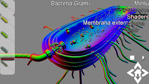 3D Gram Bacteria Explorer Screenshot 1