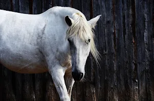 White horses wallpapers Screenshot 3