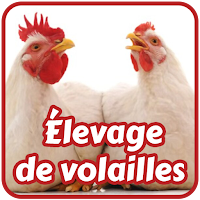 Élevage de volailles