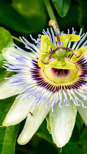 Passion Flower Wallpaper Screenshot 1