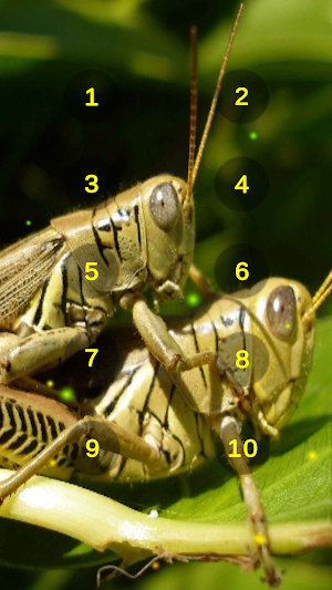 Grasshopper And Cricket Sounds Screenshot 2