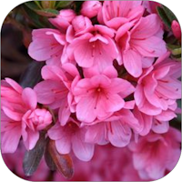 Coralbells Flower Wall