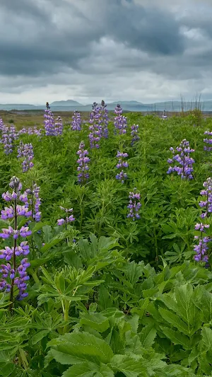 Lupine Wallpaper Screenshot 2
