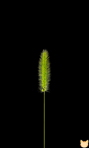Foxtail(Free Cat Toy) Screenshot 0