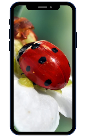Ladybug Wallpapers Screenshot 0