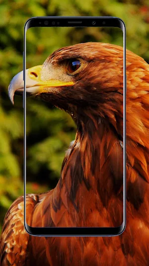 Eagle Wallpaper Screenshot 3