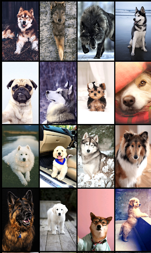 Dog Wallpapers Screenshot 0
