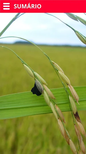 Doenças do Arroz Screenshot 0