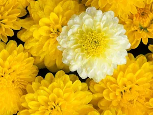 Dahlia Flower Wallpapers Screenshot 0