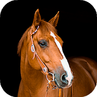 Horse Wallpaper HD : backgrounds & themes