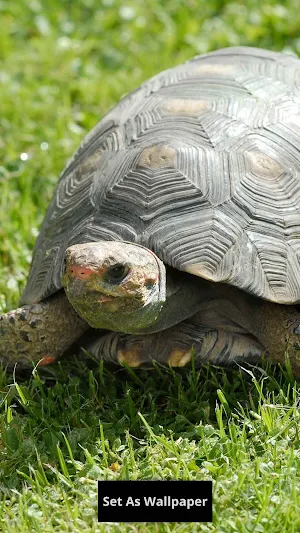 Tortoise Wallpaper Screenshot 1