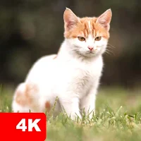 Cat & Cute Kittens Wallpapers 