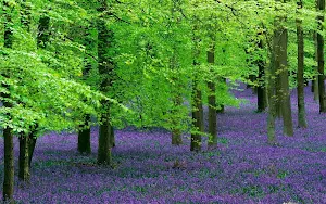 Lavender Flower Wallpapers Screenshot 1