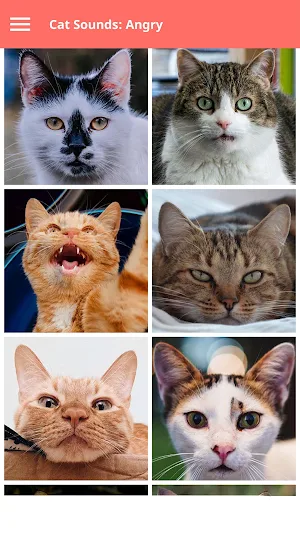 Cat Sounds Screenshot 2