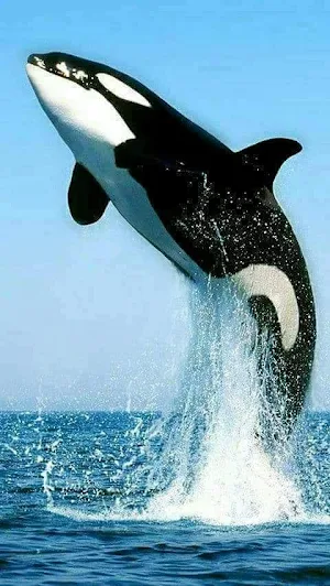 Paus Orca Wallpaper Yi Screenshot 2