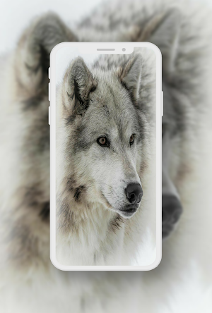 Wolf Wallpaper Screenshot 3