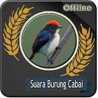 Suara burung cabai Merah Mp3 Offline