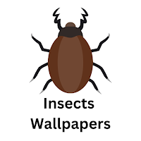 Insect Wallpapers