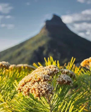 South Africa Wallpaper HD Screenshot 2